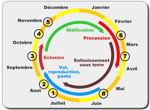 chenille processionnaire pin cycle biologique